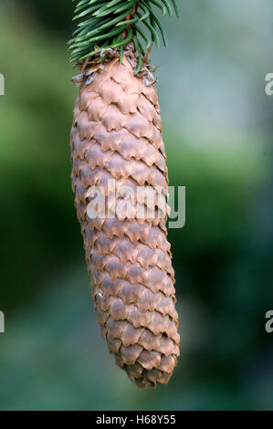 L'épinette de Norvège (Picea abies), cône Banque D'Images