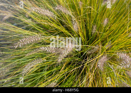 Pennisetum Nain chinois, Fontaine Grass (Pennisetum alopecuroides 'Hameln') Banque D'Images