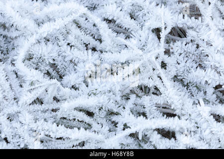 Le givre blanc frais herbe couvre en hiver matin Banque D'Images