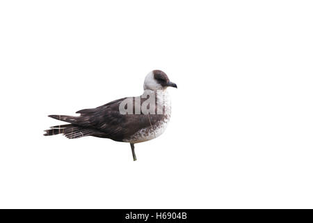 Martin Jaeger Stercorarius pomarinus, ou un oiseau, phase voyant debout sur l'herbe, Gloucestershire, Royaume-Uni, Décembre 2009 Banque D'Images