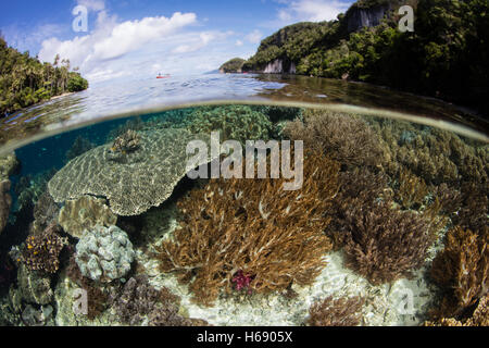 Des coraux durs et mous poussent dans les bas-fonds de Raja Ampat, en Indonésie. Cette région diversifiée est connu comme le cœur de Triangle de Corail. Banque D'Images