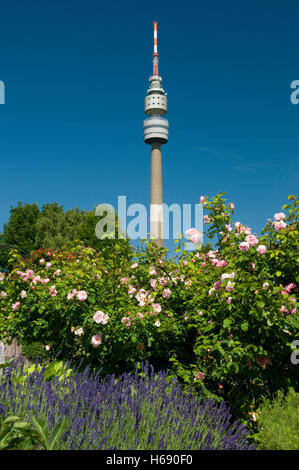 La tour de télévision, qu'on appelle Florian, rosiers en fleurs, roseraie, Westfalenpark, Dortmund, Rhénanie du Nord-Westphalie, région de la Ruhr Banque D'Images