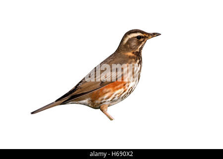 Redwing, Turdus iliacus, seul oiseau debout sur l'herbe, Goucestershire, UK, hiver Banque D'Images