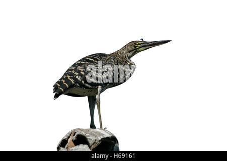 Rufescent tiger Tigrisoma lineatum-Heron, l'enfant unique, sur la branche, Brésil Banque D'Images