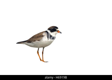 Pluvier semipalmé, Charadrius semipalmatus, seul oiseau standing by water, New York, USA, l'été, Banque D'Images