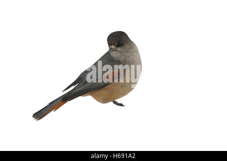 Jay Perisoreus infaustus, Sibérie, seul oiseau perché sur une branche enneigée, la Finlande, l'hiver Banque D'Images