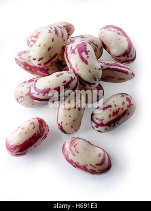 Haricots borlotti fraîchement cueillis également connus sous le nom de haricots canneberges ou haricots romains, sur fond blanc pour la découpe Banque D'Images