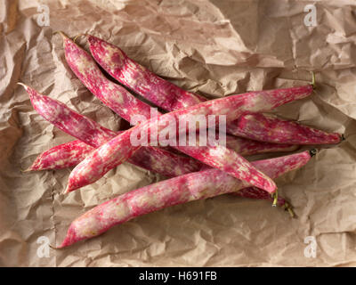 Les haricots borlotti a également connu sous le nom de haricots Haricots canneberges ou Romaine Banque D'Images