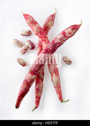 Haricots borlotti fraîchement cueillis également connus sous le nom de haricots canneberges ou haricots romains, sur fond blanc pour la découpe Banque D'Images