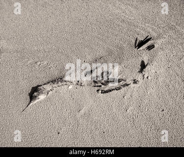 Am Strand, Berlin. Deutschland Allemagne. Mort d'un des oiseaux de mer en décomposition trouvés à moitié enfoui sur la plage de sable. L'oiseau est au repos, de telle manière qu'elle semble voler à travers le sable. C'est une journée ensoleillée entrainant une forte ombre et un contraste élevé dans le sable. Banque D'Images