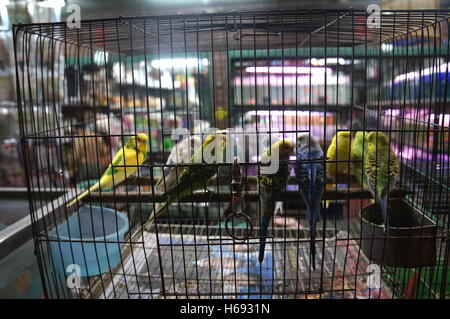 Huit perruches dans une cage en face d'un magasin pour animaux dans le district de l'écrou, Bangkok. Banque D'Images