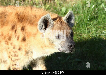 L'hyène tachetée africaine ou rire (Crocuta crocuta) en close-up Banque D'Images