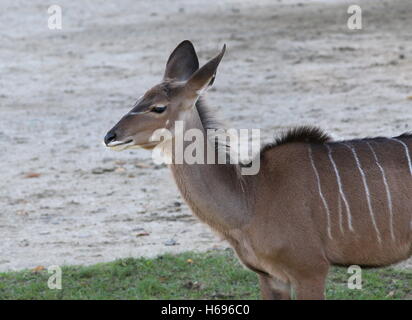 L'Afrique du Sud grand koudou femelle (antilope Tragelaphus strepsiceros) vu de profil Banque D'Images