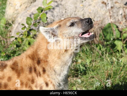 L'Afrique de grognement ou tachetée hyène riant (Crocuta crocuta) en close-up Banque D'Images