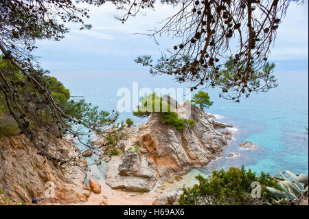 Les pins sur l'île rocheuse, Lloret de Mar, Espagne Banque D'Images
