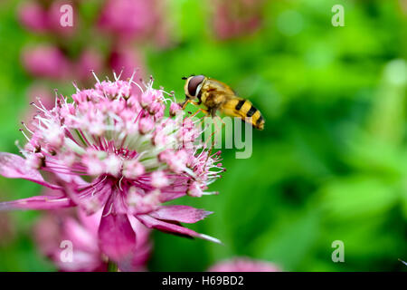 Bug/insecte jaune et noir l'atterrissage sur fleur rose Banque D'Images