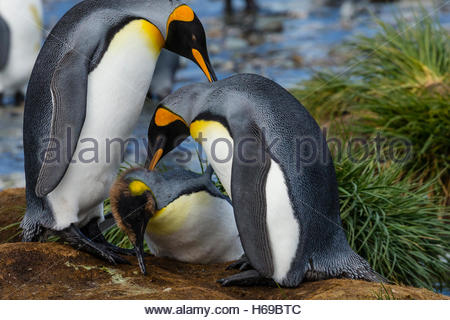 Le manchot royal présentant le comportement de cour près de Gold Harbour en Géorgie du Sud, l'Antarctique. Banque D'Images