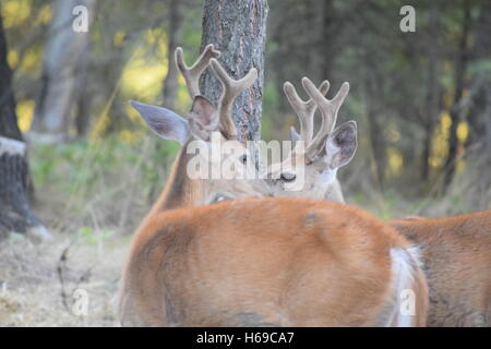 Frère bucks en velours Banque D'Images