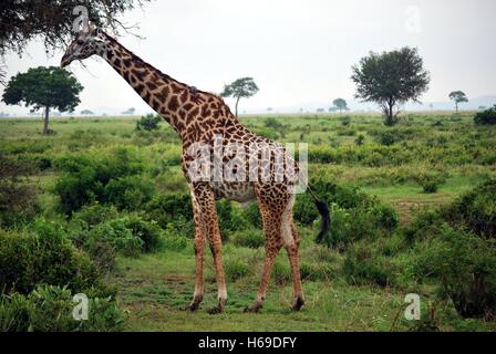 Girafe qui mange les feuilles des arbres dans la prairie de la Tanzanie Banque D'Images