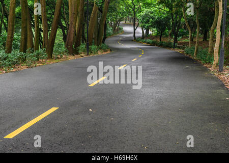 Route incurvée avec des arbres des deux côtés du matin Banque D'Images