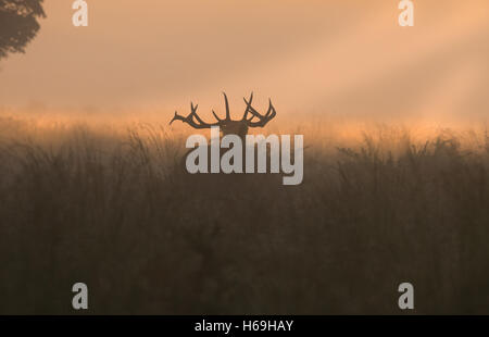Red Deer (Cervus elaphus) Stag- beuglant au lever du soleil pendant la saison du rut. Uk