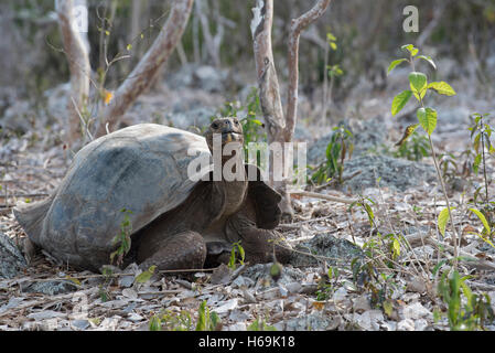 Tortue géante sauvages en milieu naturel sur l'île des Galapagos, la conservation de la faune lieux d'espèces de tortues en voie de disparition. Banque D'Images