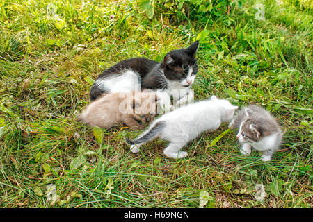 Chat avec trois chatons de marcher sur l'herbe dans le jardin sur journée d'été Banque D'Images