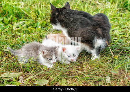 Chat avec trois chatons de marcher sur l'herbe dans le jardin sur journée d'été Banque D'Images