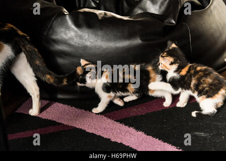 Deux chatons écaille après leur maman Banque D'Images