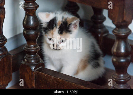 Un chaton écaille se cachant sous un nid de tables Banque D'Images