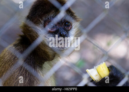 Singe araignée de Geoffroy derrière une barrière de la chaîne au Costa Rica Banque D'Images