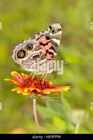 American Painted Lady butterfly se nourrissant d'un rouge lumineux et couverture jaune fleur Fleurs Banque D'Images