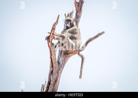 Babouin assis dans un arbre mort dans le Parc National Kruger, Afrique du Sud. Banque D'Images