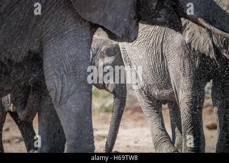Bébé éléphant entre dans le troupeau dans le Parc National Kruger, Afrique du Sud. Banque D'Images