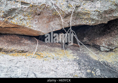 Leopard rock se cacher dans une grotte dans le Parc National Kruger, Afrique du Sud. Banque D'Images