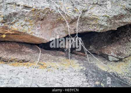 Leopard rock se cacher dans une grotte dans le Parc National Kruger, Afrique du Sud. Banque D'Images