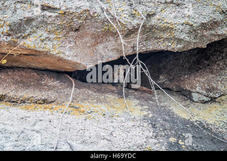 Leopard rock se cacher dans une grotte dans le Parc National Kruger, Afrique du Sud. Banque D'Images