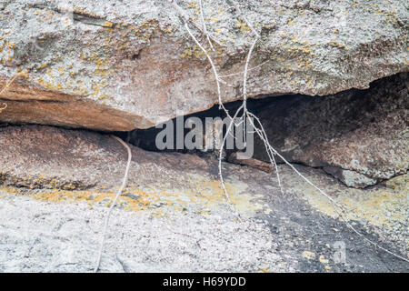 Leopard rock se cacher dans une grotte dans le Parc National Kruger, Afrique du Sud. Banque D'Images