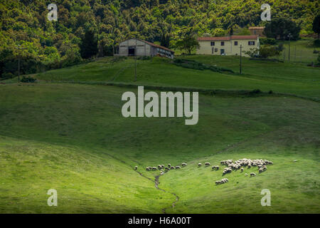 Querceto, Montecatini Val di Cecina, Pisa - Italie - paysage avec troupeau de moutons Banque D'Images