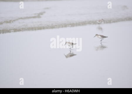 Les bécasseaux sur une plage dans le sable miroitant au bord de l'eau. Banque D'Images