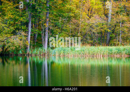 Collection automne lac Kozjak dans la forêt du Parc National de Plitvice Banque D'Images