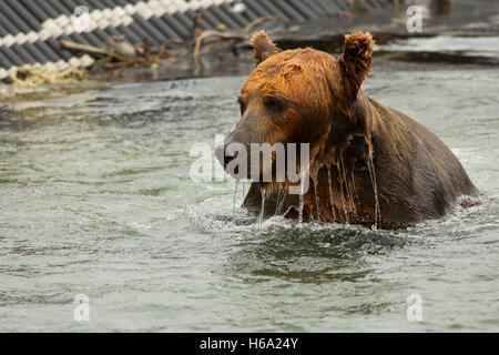 Ours brun en attente de proies dans le lac Kurile. Banque D'Images