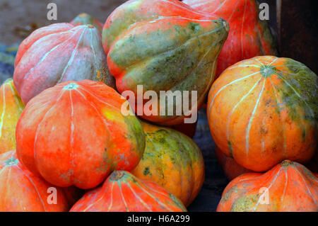 Citrouilles lumineuses dans la chasse d'automne Banque D'Images