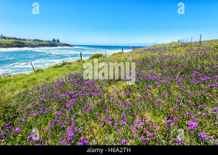 Afficher le long de la côte de fleurs sauvages au printemps, à Kiama, Côte d'Illawarra, New South Wales, NSW, Australie Banque D'Images