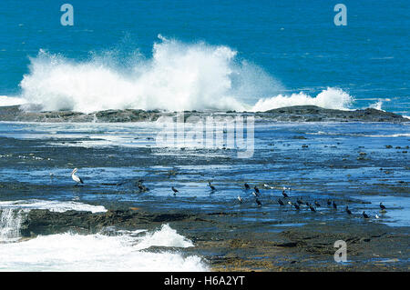 Oiseaux sur le plateau de roche au cours d'une houle sur la Côte d'Illawarra, Gerroa Pointe, Tête Noire Point, New South Wales, NSW, Australie Banque D'Images