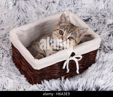 Petit Chaton assis dans un panier et looking at camera Banque D'Images