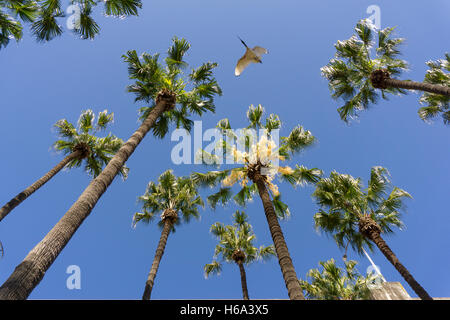 Palmiers contre un ciel bleu. Banque D'Images