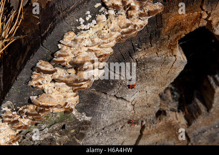 Colonie de firebugs, également connu sous le nom de pyrrhocoris apterus sur un tronc d'arbre, de mousse et de champignon poussant sur le vieil arbre. Banque D'Images