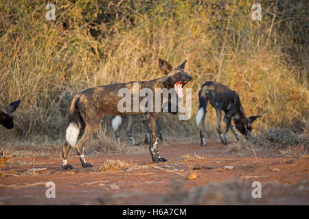 Chien sauvage d'Afrique le bâillement aussi connu sous le nom de Cape et chien de chasse chien sauvage africain peint de Laikipia au Kenya Nanyuki Banque D'Images