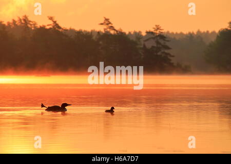 Un plongeon huard et le bébé sur un lac brumeux au lever du soleil au Canada Banque D'Images